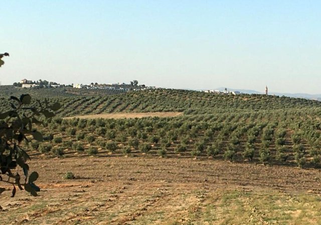 Paisaje (7)